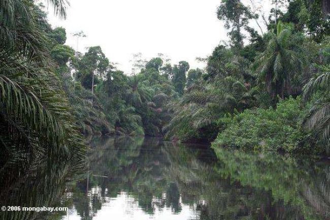 Gabon-26730 Gabon-26730