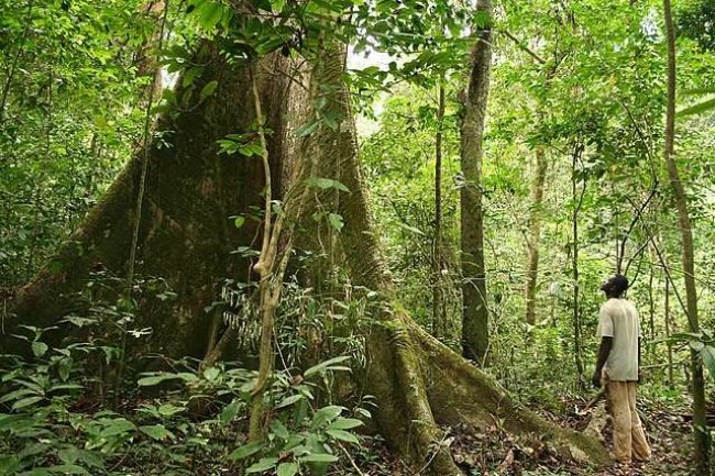 Rainforest_Gabon