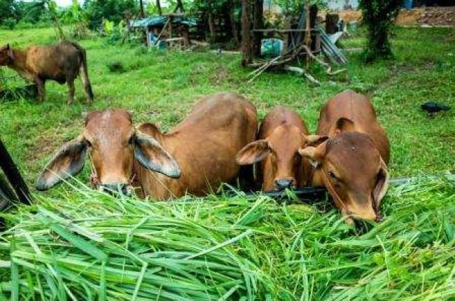 vache-brune-mangeant-herbe small vache-brune-mangeant-herbe small
